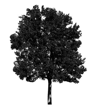Black tree silhouette, isolated on white