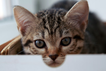 Tabby kitten in a box