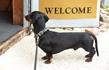 Dachshund standing at the entrance door with an inscription welcome