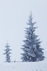 Winter landscape with snowy fir trees