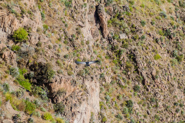 Andean Condor (Vultur gryphus) in the Colca Canyon, Peru