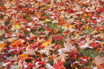 Colorful fallen leaves in autumn with a fresh coating of snow.