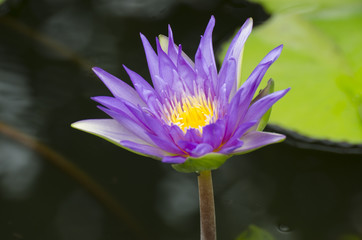 Lotus flower purple color