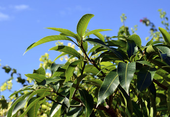 Green mango tree leaves against blue sky.