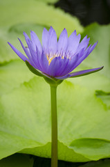 Obraz premium Lotus flower purple color