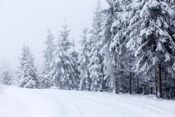 Winter landscape with snowy fir trees