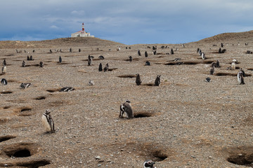 Penguin colony on Isla Magdalena island in Magellan Strait, Chile