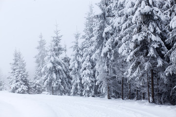 Winter landscape with snowy fir trees