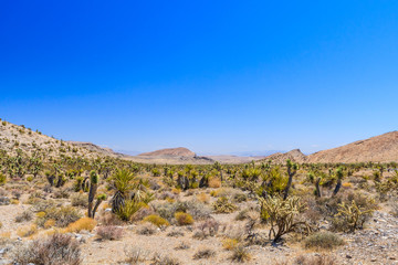 Joshua tree, Red Rock Canyon, Nevada, USA