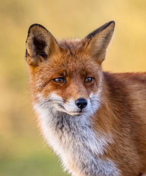 Fototapeta Red fox full portrait