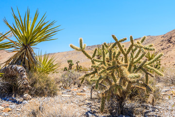 Cactus, Red Rock Canyon, Nevada, USA