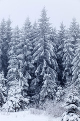 Winter landscape with snowy fir trees