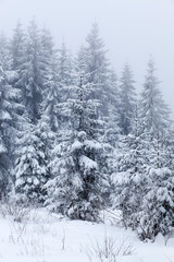 Winter landscape with snowy fir trees