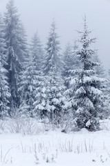 Winter landscape with snowy fir trees