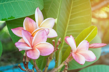 Fototapeta premium Plumeria frangipani kwiaty w przyrodzie, Frangipani