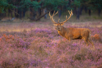 Male red deer with antlers
