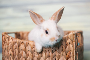 Fototapeta premium Ciekawy króliczek spoglądający z koszyka