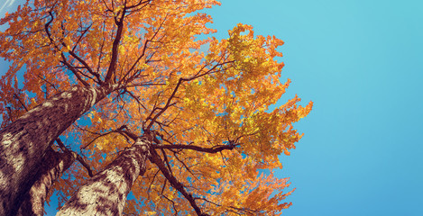 Upward view of autumn tree with yellow leaves against blue sky