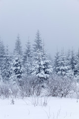 Winter landscape with snowy fir trees