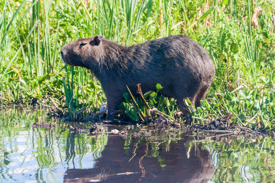 Capybara (Hydrochoerus hydrochaeris)  in Esteros del Ibera, Argentina