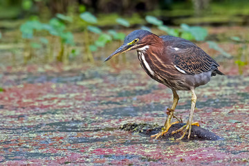 Green Heron