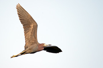 Tricolored Heron in Flight