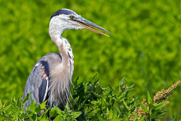Great Blue Heron