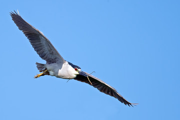 Black-crowned Night Heron In Flight