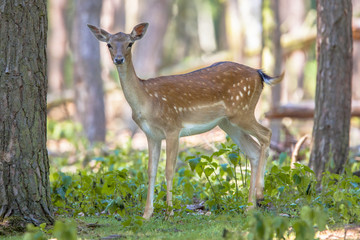 Female Sika deer