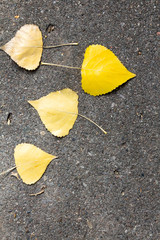 Yellow aspen leaves on concrete