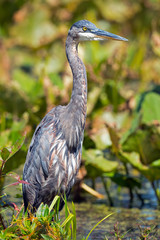 Great Blue Heron