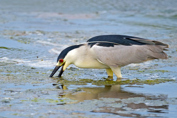 Fototapeta premium Black-crowned Night Heron