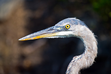 Great Blue Heron Close up