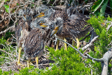 Juvenile Yellow-crowned Night Herons