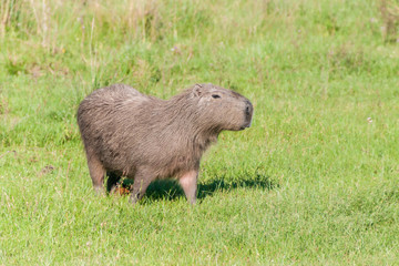 Capybara (Hydrochoerus hydrochaeris)  in Esteros del Ibera, Argentina