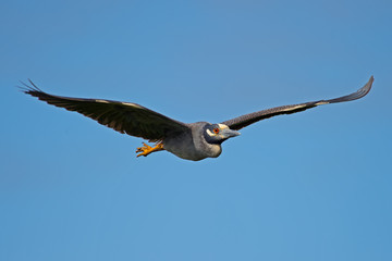 Yellow-crowned Night Heron in Flight
