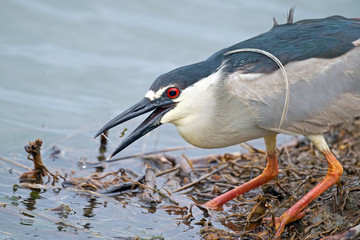 Black-crowned Night Heron