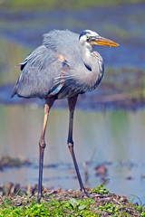 Great Blue Heron