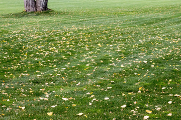 Leaves fallen on mowed green lawn at a park