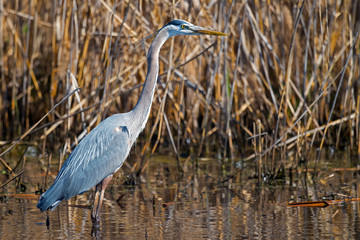 Great Blue Heron