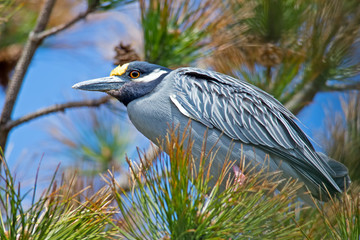 Fototapeta premium Yellow-crowned Night Heron