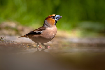Hawfinch drinking