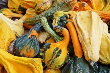 Colorful decorative pumpkins and gourds in autumn 