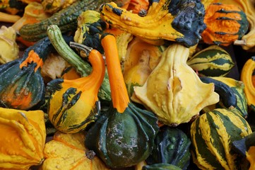 Colorful decorative pumpkins and gourds in autumn 