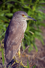 Juvenile Black-crowned Night Heron