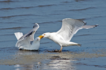 Fototapeta na wymiar Herring Gulls Fighting/Playing