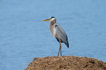 Great Blue Heron