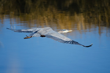 Great Blue Heron in Flight