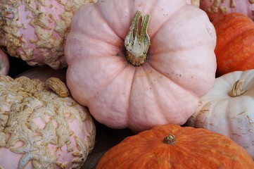 Colorful heirloom pumpkins in bulk at the farmers market in the fall