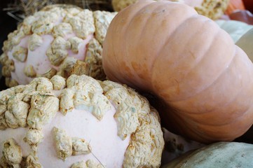 Colorful heirloom pumpkins in bulk at the farmers market in the fall